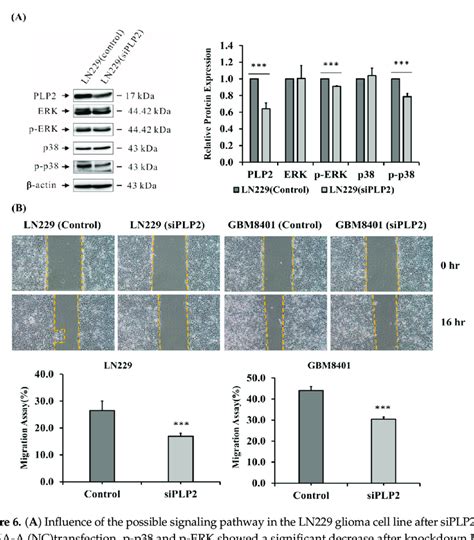 A Influence Of The Possible Signaling Pathway In The Ln Glioma