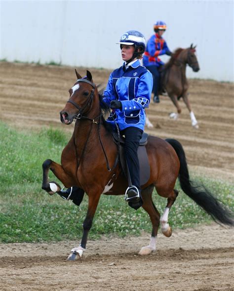 Hackney Pony, developed in Great Britain. In recent decades, the ...