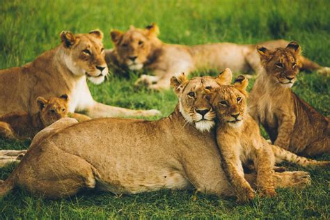 4 Days Maasai Mara And Lake Nakuru Wildlife Safari Kenya Safaris Tours