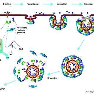 (PDF) Clathrin-mediated endocytosis: The gateway into plant cells