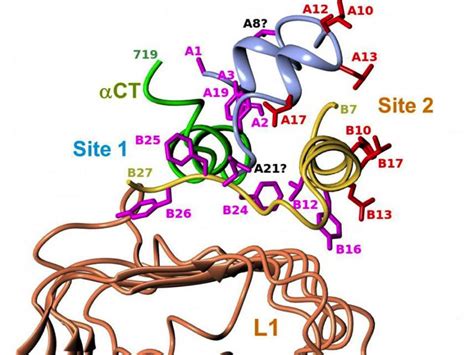 Etx Dm Ch3 Fig6 Endotext