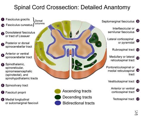 Spinal Cord | Spinal cord, Spinal cord anatomy, Anatomy and physiology