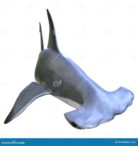 rendering hammerhead shark  white stock photo cartoondealercom