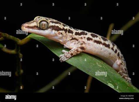 Grooved Bent Toed Gecko Cyrtodactylus Pubisulcus Malaysia Stock