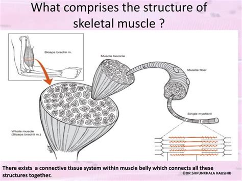 BIOMECHANICS AND PATHOMECHANICS OF SKELETAL MUSCLE PPT