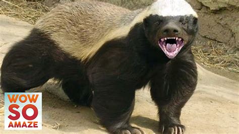 10 Things You Didnt Know About The Honey Badger Youtube