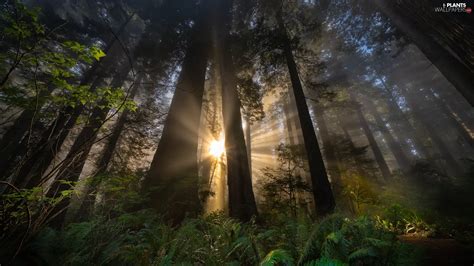 Viewes Fern Forest Trees Light Breaking Through Sky Plants