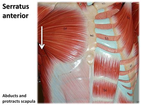 Serratus Anterior Anatomy