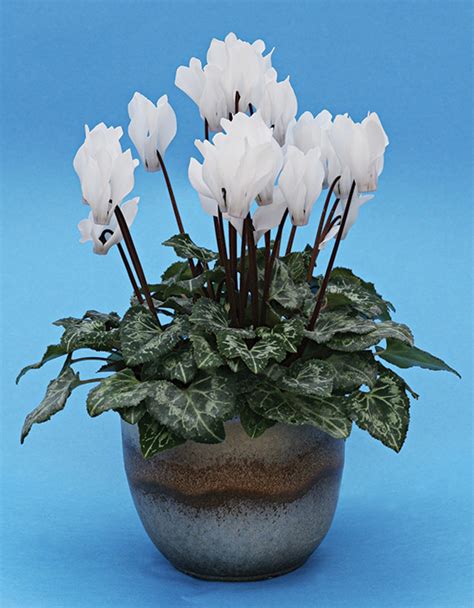 Cyclamen Persicum Mini