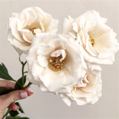 White Majolika Spray Roses September Flowers Flower Farm Spray Roses