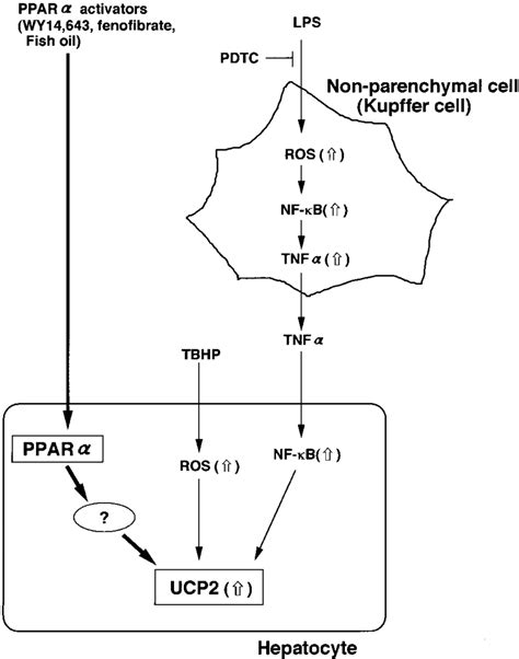 A Proposed Model Of PPAR Activator Induced UCP2 Gene Expression In