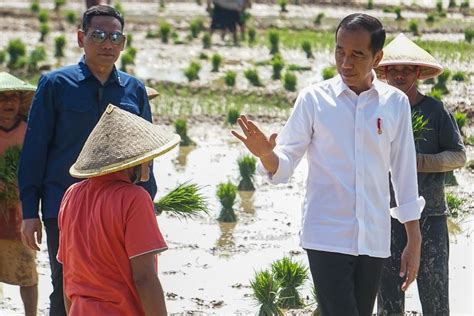 Jokowi Soal Tingginya Harga Beras Sedang Jadi Rebutan Banyak Negara