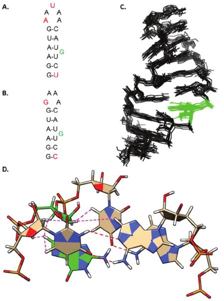 A The Conserved Fi Rst Stem Loop In Of The Noncoding Junction Region