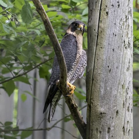 Les Oiseaux De Proie Du Québec Et De France Animoaloki