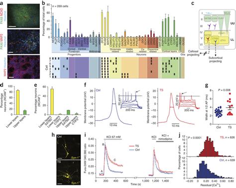 Characterization Of IPSC Derived NPCs And Neurons A Immunostaining