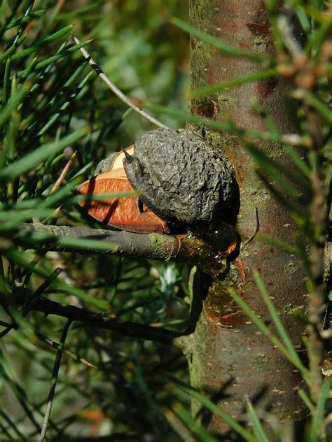 Hakea Gummosis Fungus From Snyerskraalkoppe Genadendal 7234 South