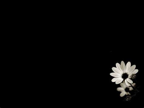 Black And White Flowers Wallpapers Hd Pixelstalk Net