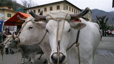 Fiera Agricola Mugellana Non Solo Borgo San Lorenzo Nove Da Firenze