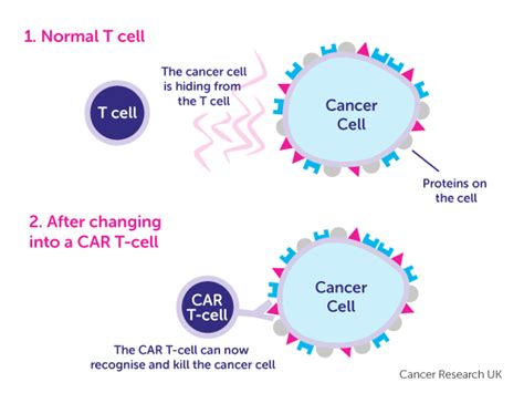 Car T Cell Therapy Ask Hematologist Understand Hematology