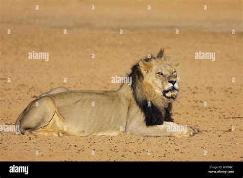 Big Male African Lion Panthera Leo Kalahari Desert South Africa