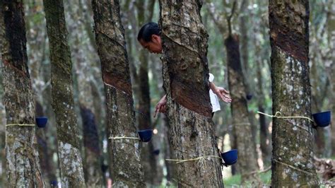 Uu Antideforestasi Ancam Ekspor Karet Dalam Negeri Kontribusi Mencapai