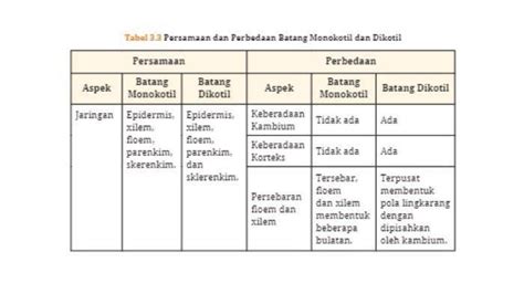 Sebutkan Persamaan Dan Perbedaan Batang Monokotil Dan Dikotil Biologi