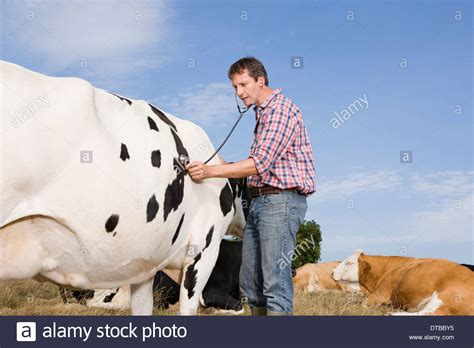 Veterinary Examination Cow Stock Photos Veterinary Examination Cow