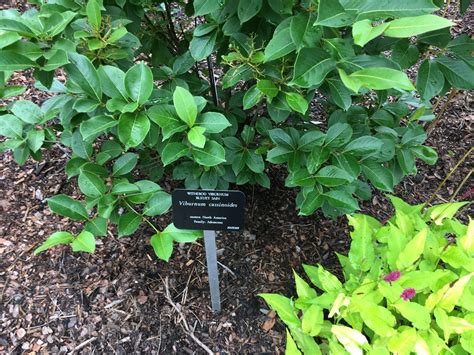 Wild Raisin – Ontario Flora