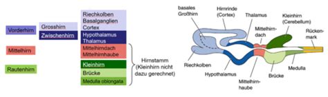 Neuro Vorlesung 1 Karteikarten Quizlet