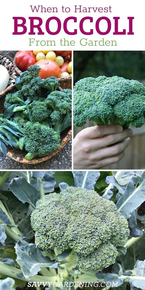 Broccoli From The Garden Is Shown In Three Different Pictures With Text That Reads When To