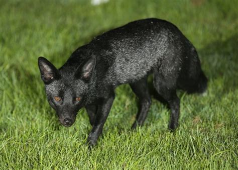 A Day In the Life of a Wildlife Artist: A Black Fox