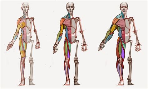 News Body Type Diagram