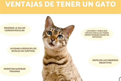 Los Beneficios De La Buena Suerte Que Trae Tener Un Gato En Casa