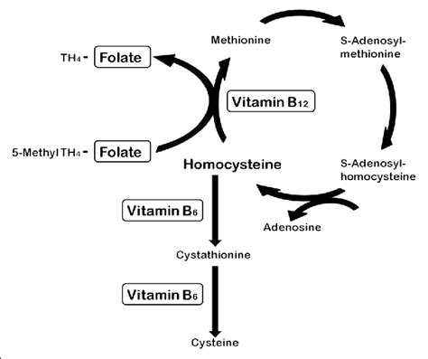 Folate B12 Metabolism