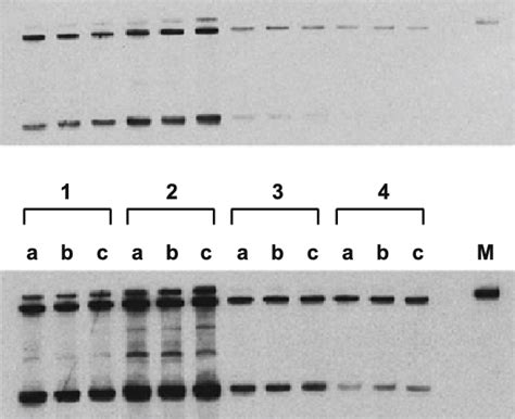 Detection Of Rnas Nt And Nt By Northern Blot Analysis Using