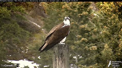 Hellgate Osprey On Twitter 13 02 4 5 An Osprey Stopped By The Owl