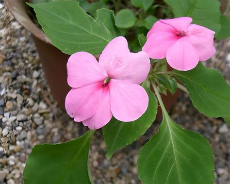 Impatiens walleriana | GardensOnline