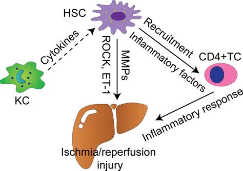 Frontiers Role Of Hepatic Stellate Cells In Liver Ischemia