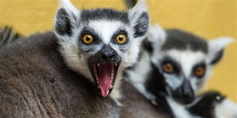 Deux nouvelles espèces de lémuriens découvertes à Madagascar