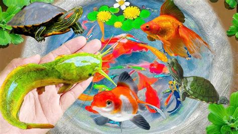 Catching Great Catfish Nests Unicorn Goldfish Betta Fish Angel Fish