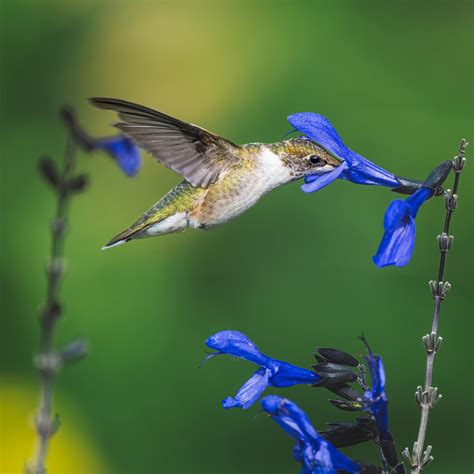 Five Flowers Irresistible to Hummingbirds - Laidback Gardener