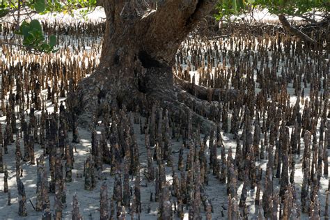 La Mangrove Madagascar Norbert Leroy Flickr