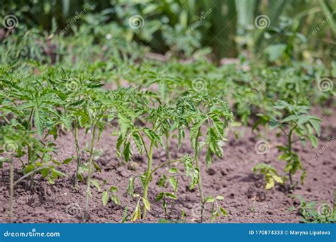 Tomate Cultivado Na Cama Em Bruto No Campo Na Primavera Sementeira