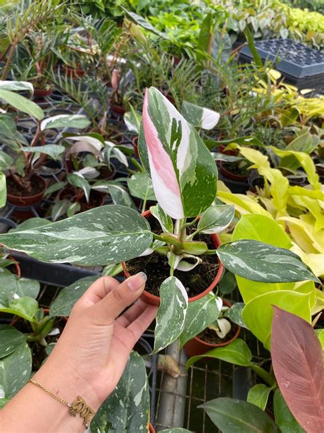 Philodendron Tricolor White Princess Etsy