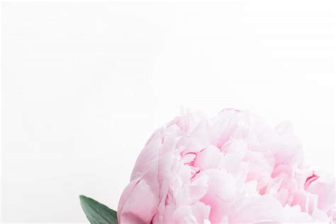 Vintage Peonies Wallpapers Top Free Vintage Peonies Backgrounds