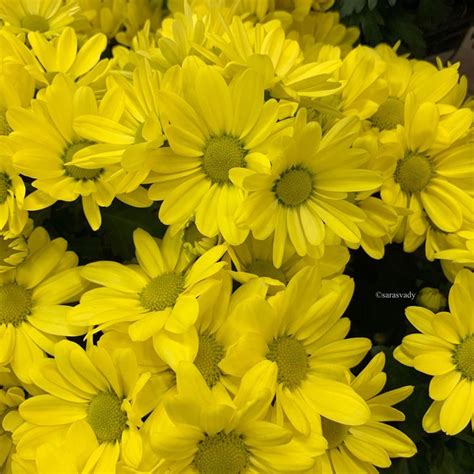 Épinglé sur Daisies zinnias sunflower