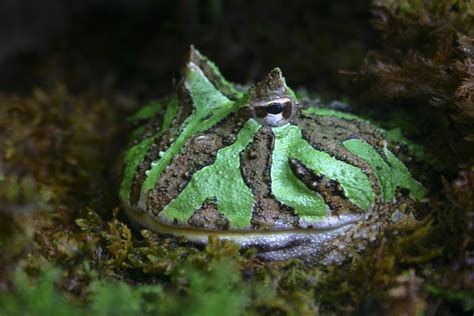 Horned ornate frog | Amphibian Rescue and Conservation Project