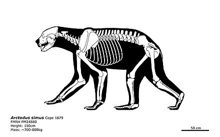 Arctodus - Wikipedia