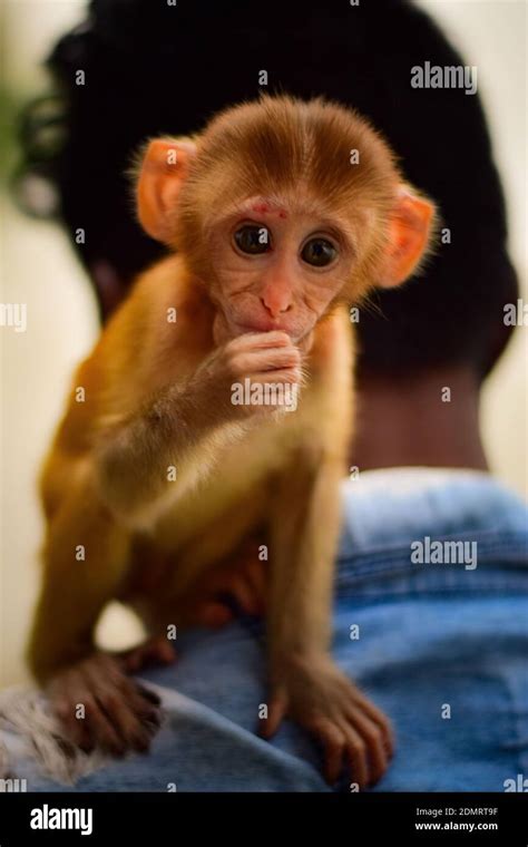Monkey On Shoulder Hi Res Stock Photography And Images Alamy