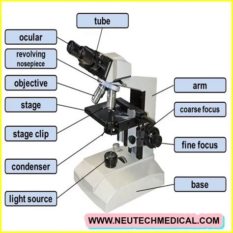 The Parts Of A Light Microscope Archives